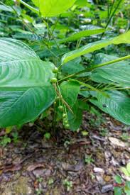 Image result for Marantochloa leucantha