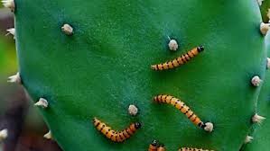 The prickly pear cactus was chosen as texas's state plant because there are more than 4 species of cacti in the american southwest. A Successful Example Of Biological Control And Its Explanation Anu Research School Of Biology