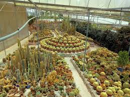 Not only cacti, the garden houses many other fruits and vegetables. Penang Food For Thought Cactus Valley
