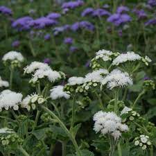 Ageratum Seeds Dondo White Flower Seeds In Packets Bulk Eden Brothers Flower Seeds Seeds White Flowers