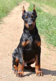 Looking for a dog breeder in portland oregon? Zberezheni Fotografiyi 120 Fotografij Doberman Puppy Doberman Dogs Doberman Pinscher