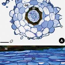 Image result for Asplenium rukararense