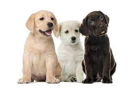Lab puppies should be stocky and well proportioned, in the same ratios as the breed standards for adults. Groups Of Dogs Labrador Puppies Stock Image Image Of Mouth Looking 129939779