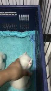 Cat shop, low prices, free shipping & 24/7 advice, shop today! Petcradle Pet Shop Home Facebook