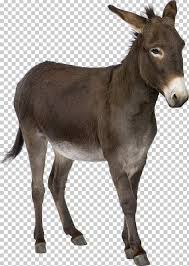 Horses, mules, donkeys (burros), llamas and alpacas are widely used as pack animals. Donkey Stock Photography Png Clipart Animals Camel Donkey Download Fauna Free Png Download