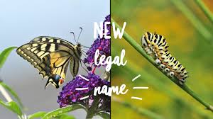 Check spelling or type a new query. Changing My Transgender Child S Legal Name Family Diplomacy A Collaborative Law Firm
