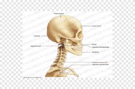 This article describes the anatomy of the head and neck of the human body, including the brain, bones, muscles, blood vessels, nerves, glands, nose, mouth, teeth, tongue, and throat. Bone Head And Neck Anatomy Head And Neck Anatomy Head And Neck Anatomy Skull Face Human Png Pngegg