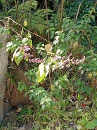 Image result for Pogostemon rogersii