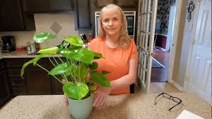 Philodendron cordatum, also known as heart leaf philodendron, is native to brazil. New Heartleaf Philodendron Plant Donna Joshi Youtube