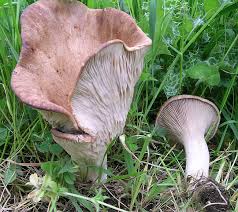 Gruppo di funghi cardoncelli pleurotus eryngii il fungo cardoncello è anche chiamato cardarello oppure fungo antunna in sardegna. Pleurotus Eryngii Dc Fr Quel 1872 Funghi Commestibili Funghi In Italia Fiori In Italia Forum Micologia E Botanica