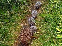 Hedgehogs Cute Animals Animals Beautiful Animals Wild