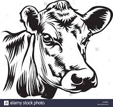Angus Head Cow Head Animal Silhouette Cow Face