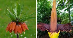 Time lapse video of corpse flower plant at the dunedin botanic garden. These 6 Stinky Plants Really Smell Gardening Channel
