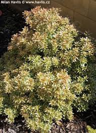 Image result for Pieris japonský little heath obrázek