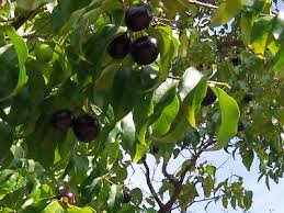 Image result for Euploca katangensis