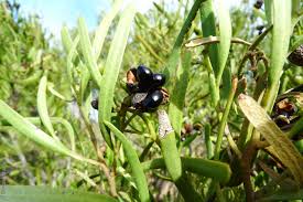 Image result for Striga linearifolia
