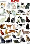 19 Different Types of Domestic Cats – PopOptiq