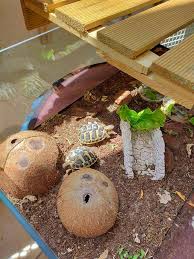 Tortue Hermann Passiontortue Com En 2020 Tortue Hermann Tortue Tortue Terrestre