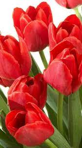 Pin By Elena Arenas On Tulipanet Tulips Flowers Clematis Flower Flower Seeds