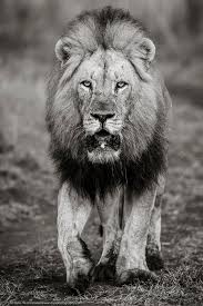 Portal Page Oryx Photography African Lion Wildlife Photography Photo Tour