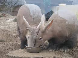 Facts About Aardvarks | Live Science
