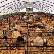 sheep house polytunnels panosundaki pin