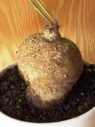 Image result for Stathmostelma