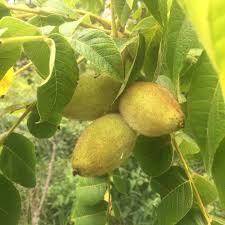 Image result for Buchnera nuttii