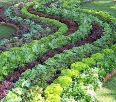 Posts About Edible Garden On E And M S Metricon Adventure Beautiful Gardens Plants Edible Landscaping