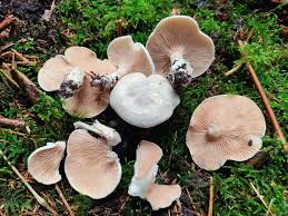 Image result for Clitopilus prunulus
