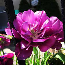 They are bright, desired, pleasantly smell. American Guest House On Twitter I Love How The Petals Open On This Flower Flowers Nature Garden Dc Dcinn Neighbors Spring