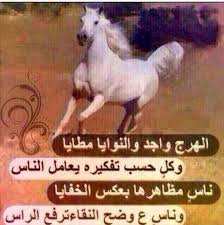 شعر عن الخيل ابيات شعريه عن الجواد احبك موت