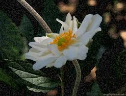 Exotic japanese dame in fabulous blowjob, hd jav vignette. Anemone Giapponese Fiori Macro Fiori Gialli Nature Hd Wallpaper Peakpx