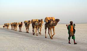 I dont think they run all that way, probably mostly at a trot. Camel Train Wikipedia