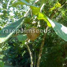 Image result for Culcasia orientalis