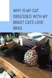 The Funny Relationship Of Cats And Bras In 2021 Cats Funny Cat Photos Cat Language