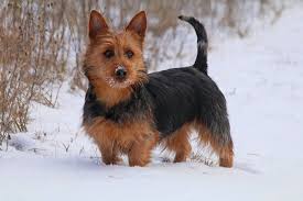 Shop for australian terrier art from the world's greatest living artists. 100 Australian Terrier S With Natural Tails Bred And Or Shown In The Usa Ideas Australian Terrier Breeds Dogs