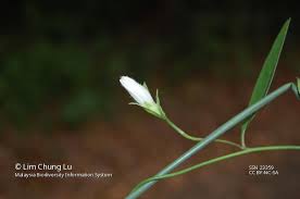 Image result for Aniseia martinicensis