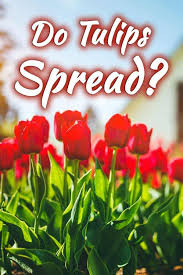 The male flowers will leave the yellow pollen on your fingers. Do Tulips Spread Garden Tabs