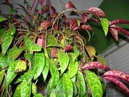 Lipstick Plant Black Pagoda In Bloom The Variegated Thumb Lipstick Plant Plants Hanging Plants