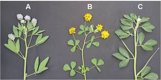 Image result for Trigonella anguina