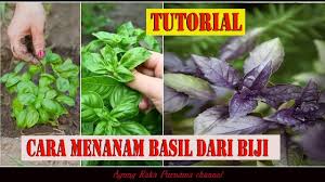 Mereka memberikan tekstur unik yang membuat minuman ini. Cara Menanam Basil Dari Biji Youtube