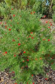 Image result for Grevillea