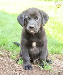 The cost to adopt a bernese mountain dog is around $300 in order to cover the expenses of caring for the dog before adoption. Bernese Mountain Dog Cross Puppies Cheap Buy Online