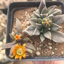 Image result for Nananthus