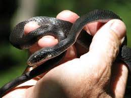 Black Racer Snake Snake Black Racer Texas Animals