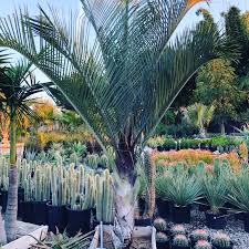 Image result for Dypsis decaryi