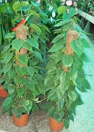 Maybe you would like to learn more about one of these? Piante Da Vaso Philodendron Filodendro Philodendron Andreanum O P Melanochrysum Philodendron Bipennatifidum Philodendron Cordatum Philodendron Devansayeanum Philodendron Emerald Queen Philodendron Erubescens Philodendron Fragrans