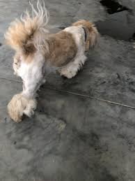 5.0 star rating · earthwise pet . Earthwise Pet Bentonville 3316 Sw I St Ste 4 Bentonville Ar Pet Grooming Mapquest