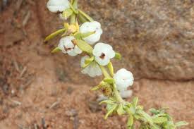 Image result for Pollichia